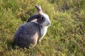 Happy cute grey with white spot fluffy bunny on green grass nature background, long ears rabbit in wild meadow, adorable pet Royalty Free Stock Photo