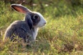 Happy cute grey with white spot fluffy bunny on green grass nature background, long ears rabbit in wild meadow, adorable pet Royalty Free Stock Photo