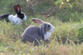 Happy cute grey with white spot fluffy bunny on green grass nature background, long ears rabbit in wild meadow, adorable pet Royalty Free Stock Photo