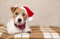 Happy santa christmas pet dog puppy listening on the sofa