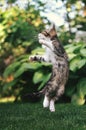 Happy cute kitten jumping outside