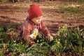 Happy cute little baby on a green grass lawn with blooming yellow flowers on a sunny spring or summer day. A child Royalty Free Stock Photo