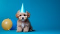 Happy Maltipoo puppy dog in party hat celebrating a birthday, blue background with copy space to side