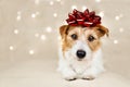 Happy cute new year holiday dog puppy with a red gift bow on her head