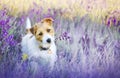 Happy cute pet dog puppy listening ears in a lavender field in summer