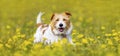 Happy cute pet dog puppy smiling in the grass with flowers Royalty Free Stock Photo