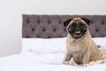 Happy cute pug dog on bed Royalty Free Stock Photo