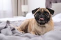 Happy cute pug dog on bed Royalty Free Stock Photo