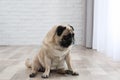 Happy cute pug dog on floor Royalty Free Stock Photo