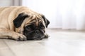 Happy cute pug dog on floor indoors. Royalty Free Stock Photo