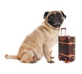 Happy cute pug dog Royalty Free Stock Photo
