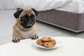 Happy cute pug dog with plate Royalty Free Stock Photo