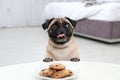 Happy cute pug dog with plate of cookies Royalty Free Stock Photo