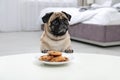 Happy cute pug dog with plate Royalty Free Stock Photo