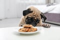 Happy cute pug dog with plate of cookies Royalty Free Stock Photo