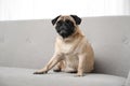 Happy cute pug dog on sofa Royalty Free Stock Photo