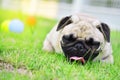 Happy cute Pug in garden Royalty Free Stock Photo