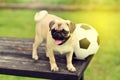 Happy cute Pug