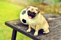 Happy cute Pug Royalty Free Stock Photo