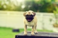 Happy cute Pug