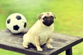 Happy cute Pug