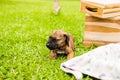 Happy cute puppy playing at the colorful green garden lawn at the park. animal theme Royalty Free Stock Photo