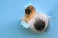 Happy cute red Corgi dog puppy looks out from behind a hole in a torn blue paper poster