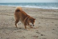 Happy and Cute Red Shiba Inu running on the beach at sunset in Greece