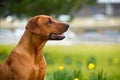 Happy cute rhodesian ridgeback dog in the spring field