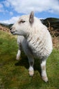 Happy and cute sheep baby, english and welsh animal wildlife, white sheep, spring in the Shropshire Hills, UK 4/2016