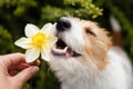 Happy cute smiling dog face smelling, eating easter flower in spring Royalty Free Stock Photo