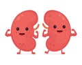 Happy cute smiling healthy kidney. Vector