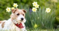 Happy cute smiling pet dog looking with flowers in spring, easter banner Royalty Free Stock Photo