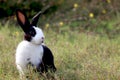 Happy cute white and black fluffy bunny with long ears on green grass nature background, rabbit in wild meadow, adorable pet Royalty Free Stock Photo