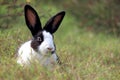 Happy cute white and black fluffy bunny with long ears on green grass nature background, rabbit in wild meadow, adorable pet Royalty Free Stock Photo