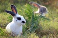 Happy cute white with black spot fluffy bunny on green grass nature background, long ears rabbit in wild meadow, adorable pet Royalty Free Stock Photo