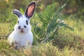 Happy cute white with black spot fluffy bunny on green grass nature background, long ears rabbit in wild meadow, adorable pet Royalty Free Stock Photo