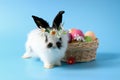 Happy cute white with black spot fluffy bunny rabbit wearing daisy flower crown with basket painted Easter egg on blue background Royalty Free Stock Photo