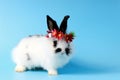 Happy cute white with black spot fluffy bunny rabbit wearing daisy flower crown on blue background. celebrate Easter holiday and Royalty Free Stock Photo