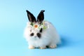 Happy cute white with black spot fluffy bunny rabbit wearing daisy flower crown on blue background. celebrate Easter holiday and Royalty Free Stock Photo