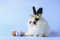 Happy cute white with black spot fluffy bunny rabbit wearing daisy flower crown with painted Easter egg on blue background. Royalty Free Stock Photo