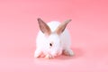 Happy cute white fluffy bunny rabbit on pink background. celebrate Easter holiday and spring coming concept