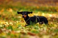 Happy dachshund dog