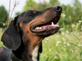 Happy Dachshund Dog