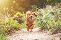 Happy Dachshund dog running outdoors with open mouth on a sunny day in nature