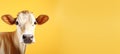 Happy dairy cattle posed on pastel color background with copy space for text placement