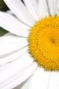 Happy Daisy Details Royalty Free Stock Photo