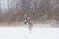 happy dalmatian dog jumping outdoors in winter.Funny active jumping and playing dog on snow outdoors in winter.Active Royalty Free Stock Photo