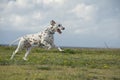 Happy Dalmatian dog running in a park Royalty Free Stock Photo