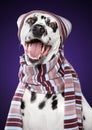 Happy Dalmatian dog in scarf and winter hat